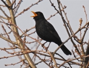 Blackbird Quadralogue